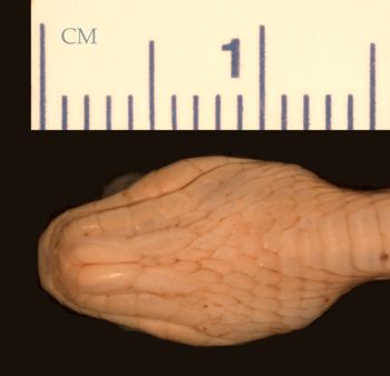 Media type: image;   Herpetology R-27800